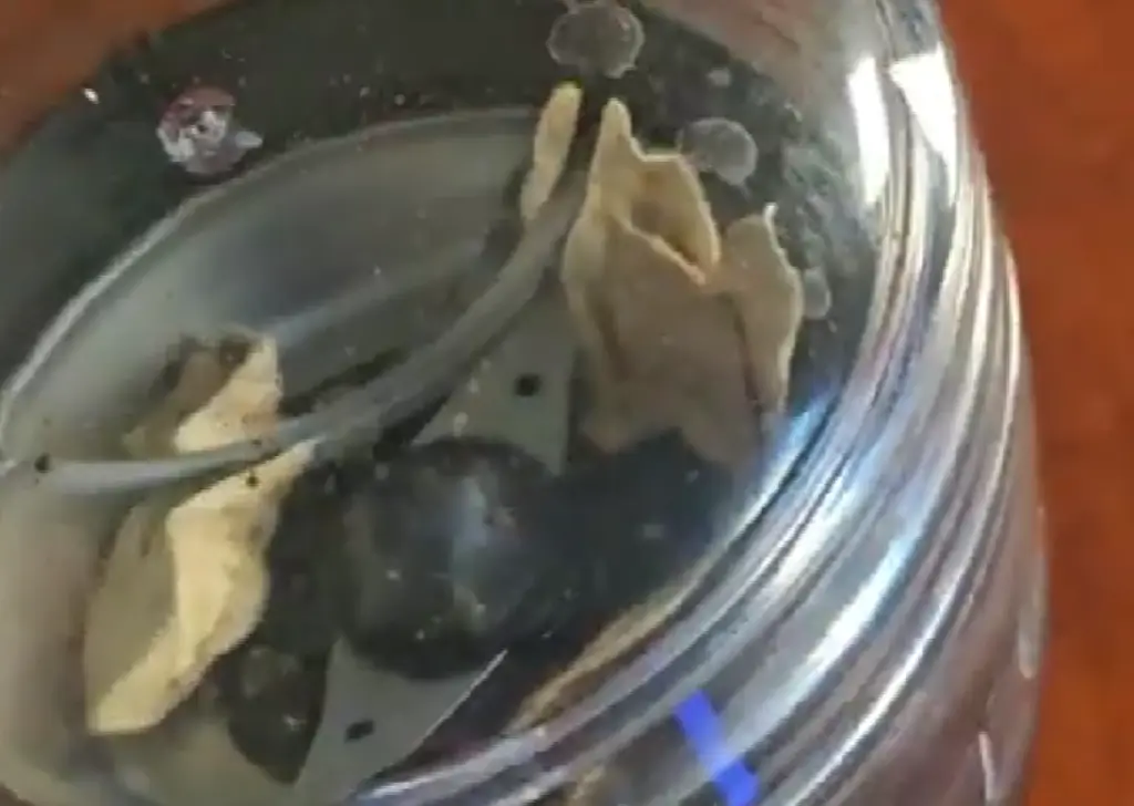 How to Make Psilocybin Mushroom Tea : A Step-by-Step Recipe for Mindful Brewing 6 Tea from psilocybin