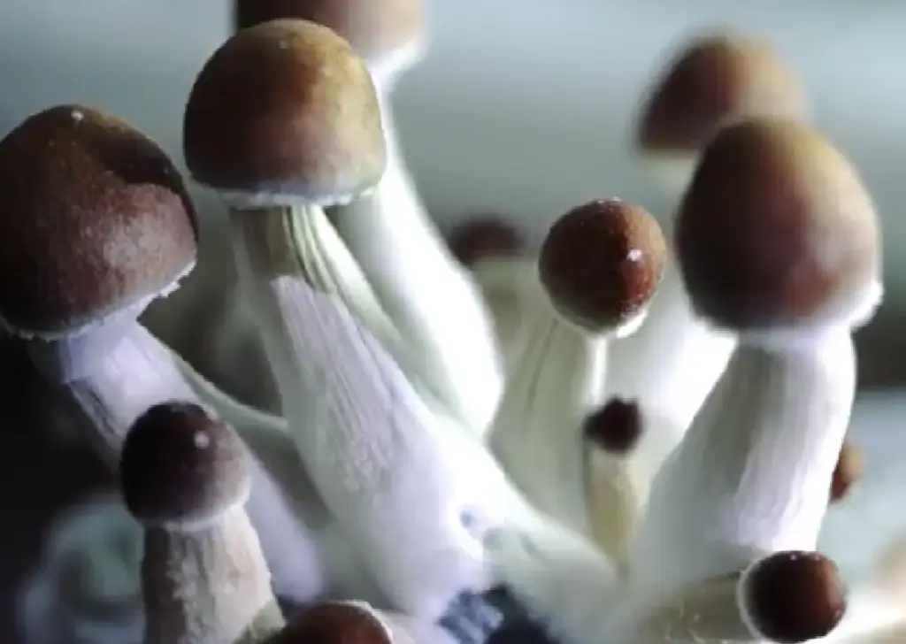 How to Make Psilocybin Mushroom Tea : A Step-by-Step Recipe for Mindful Brewing 2 mushroom Psilocybin tea